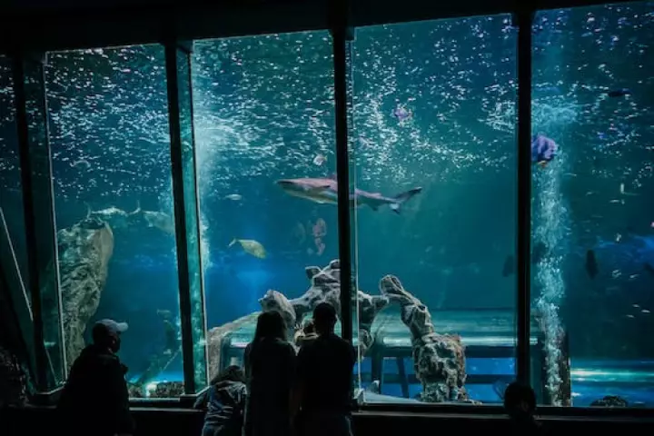 Underwater zoo in Dubai